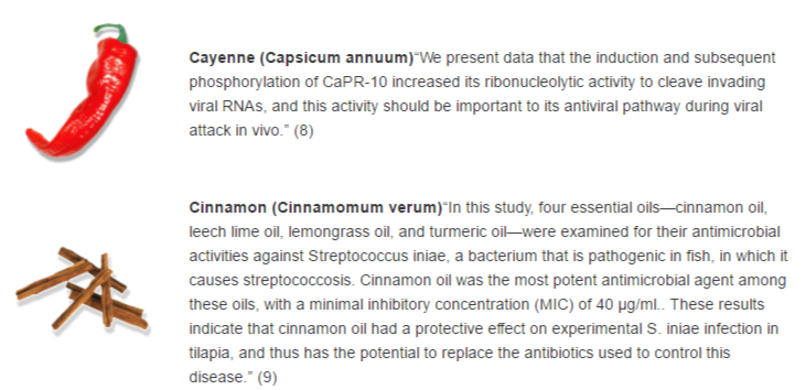 antiviral foods 2