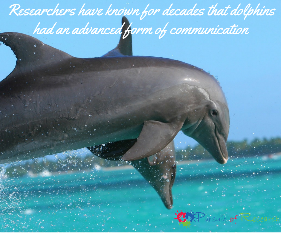 Researchers have known for decades that dolphins had an advanced form of communication