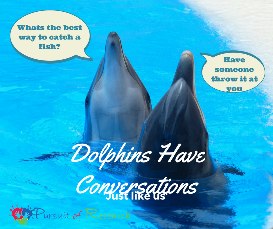 Dolphins Have Conversations 'Just like us'
