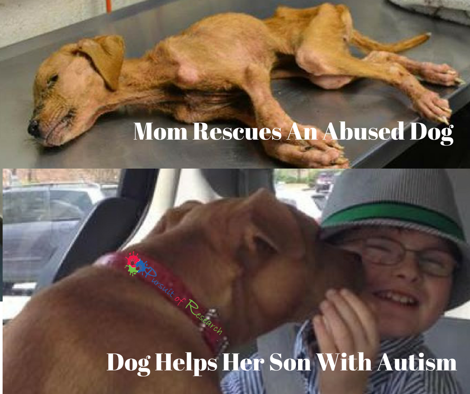 mom rescues dog, dog helps son